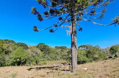 Chácara / sítio à venda na Zona Rural, Cambará do Sul 