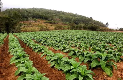 Terreno à venda na Linha Doutor Flores, Zona Rural, Mariana Pimentel
