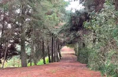 Chácara 2 hectares - 2,5 km do centro de campo magro