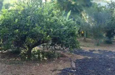 Chácara / sítio com 2 quartos à venda na Fazenda Horto Baratinha, Antônio Dias 