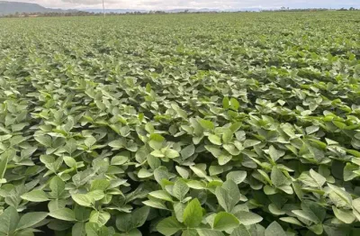 Vendo fazenda gigante em jussara de goiás p/ plantio 3 safra por ano!