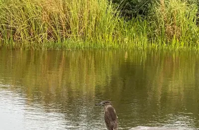 Propriedade a beira rio e próximo do mar, praia do siriú em garopaba