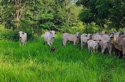 A&m imoveis vende exelente fazenda com 13 alqueires minaçu-go