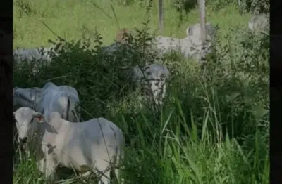 A&m imoveis vende exelente fazenda em mimoso com 136hectares