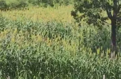 A&m imoveis vende fazenda em santa maria goias com 36hectares