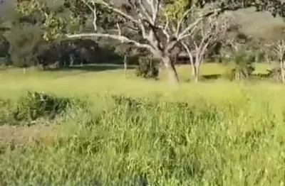 A&m imoveis vende exelente fazenda  margeando a br 020  22km do bezerracom 350hectares