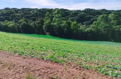 Chácara / sítio com 1 quarto à venda na wadislau furman, 0054, guajuvira, araucária, 10 m2 por r$ 1.200.000