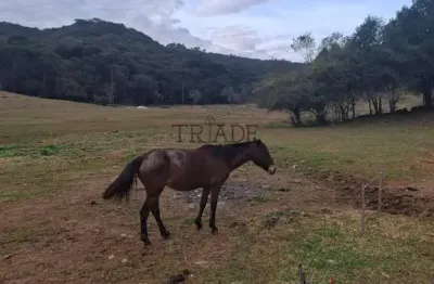 Chácara / sítio à venda na Zona Rural, Caxias do Sul 