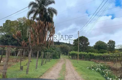 Chácara / sítio à venda no Monte Bérico, Caxias do Sul 