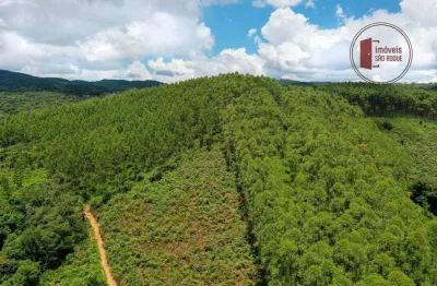 42 alqueires, plantado com 50.000 pés de eucalipto com 7 anos.
