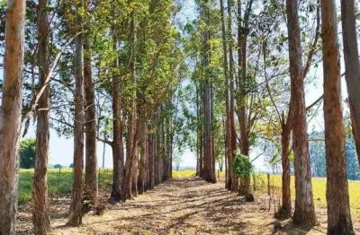 Chácara / sítio com 4 quartos à venda na Vila Mazzei, Itapetininga 