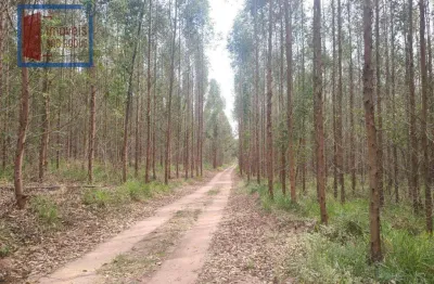 Fazenda com eucaliptos  a venda em botucatu e região com 98,7 alq.