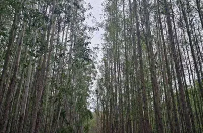 Fazenda de eucalipto a venda com 216 alq.  na região de lavrinhas