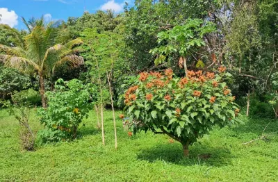 Sítio em planaltina de goiás, córrego rico com 44 hectares !!! 450.000 !!!