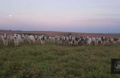 Fazenda à venda por r$ 165.000.000 - centro - pompéia/sp