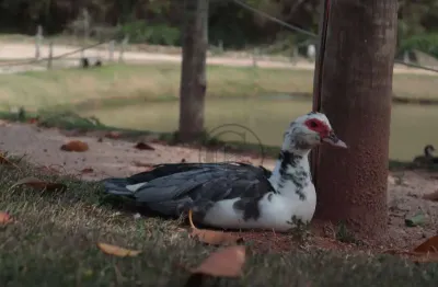 Terreno à venda, 333 m² por R$ 231.086 - Condominio Vista Verde Sorocaba - Sorocaba/SP