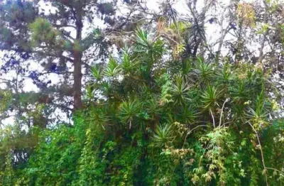 Terreno à venda na rua dona paulina, --, tristeza, porto alegre por r$ 379.000