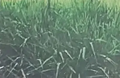 Terreno à venda no Morada dos Nobres, Araçatuba 