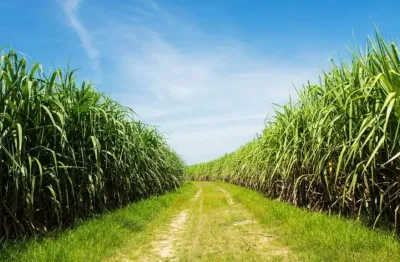 Fazenda à venda no Centro, Naviraí 