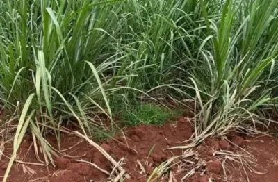 Fazenda à venda no Centro, Ribeirão Preto 