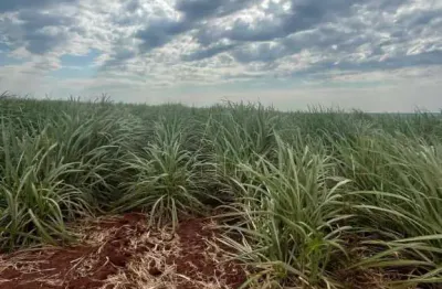 Fazenda à venda na mário zampieri, vila renata (vila xavier), araraquara por r$ 110.000.000