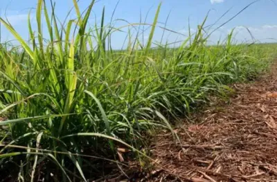 Fazenda à venda no Centro, Ribeirão Preto 