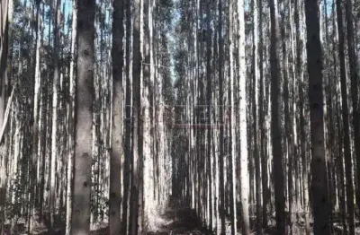 Fazenda à venda na Alameda Ipê, Ipê, Três Lagoas