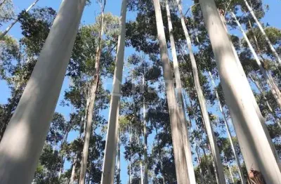 Chácara / sítio à venda no Canta Galo, Major Gercino 