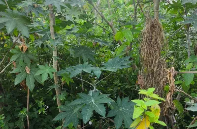 Terreno à venda na Rua Doutor Monteiro de Barros, 475, Centro, São João de Meriti