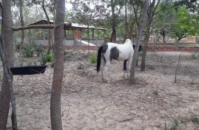 Fazenda com 4 salas à venda na Avenida José Paulino, 34, Zona Rural, Campo Maior