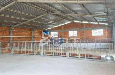 Galpão para alugar, 750 m² por r$ 15.000,02/mês - boa vista - blumenau/sc