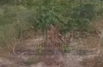 Terreno à venda no Centro, Pontal do Paraná 