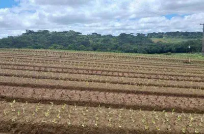 Excelente chcara com 7.000 m2 sem benfeiturias 695.000 colonia zacarias