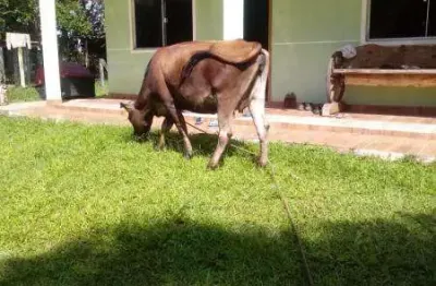 Excelente chacara com 5.566 m2 com chale ambrosio tijucas do sul 380.000 ,00