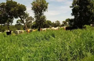 Fazenda à venda na A Apenas 28 Km De Pedro Gomes, Sentido Rio Cachoeirinha., Centro, Pedro Gomes
