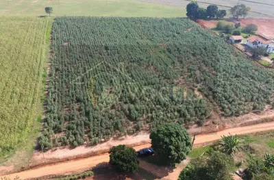 Fazenda à venda no Palmeiras, Holambra 