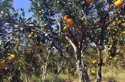 Itaboraí-sitio rural 4 qts- 45.000 m² -produzindo- 600 mil