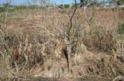 Terreno à venda no Jardim Barcelona, Presidente Prudente 