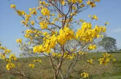 Chácara para venda em alfredo marcondes, chacara são pedro, 2 dormitórios, 1 banheiro, 2 vagas