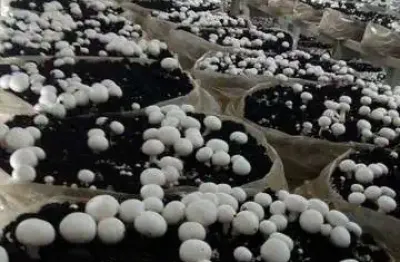 22.000m2/4 estufas cogumelos produzindo/1.400  metros pr 281
