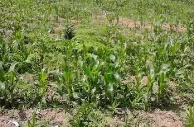 Chácara / sítio à venda no Campina de Quitandinha, Quitandinha 