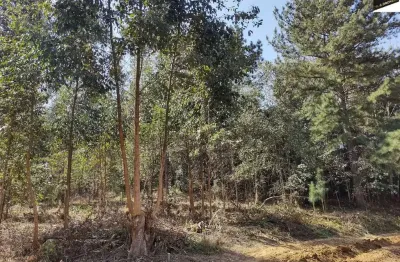 31.147 m2/brota eucalipto/ótima localização/ideal investidor