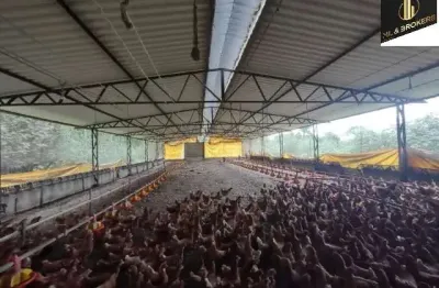 114.000m2/granja capacidade 8.000 mil ovos dia/ideal investidores
