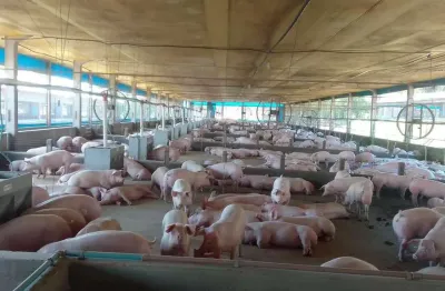 Chácara / sítio com 3 quartos à venda na Área Rural, Área Rural de Toledo, Toledo