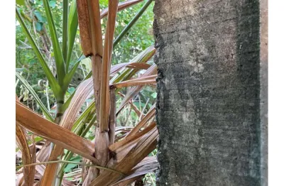 Terreno à venda no Centro, Dias D'Ávila 