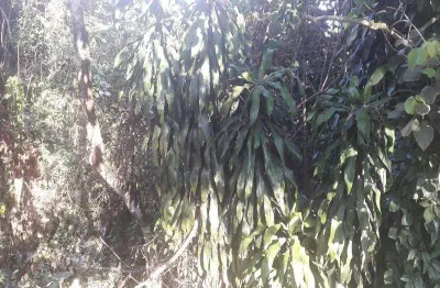 Terreno em condomínio fechado à venda na Rua Maranhão, quadra 23, Arujázinho I, II e III, Arujá