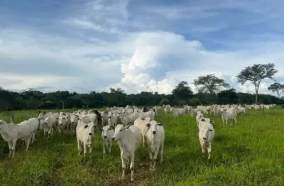 Fazenda à venda na Go 118, s n, Zona Rural, Campos Belos