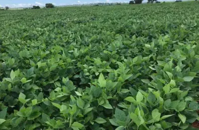 Fazenda à venda na Zona Rural, Campinápolis 
