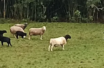Chácara com benfeitorias, moradia, açudes  criação e maquinaria à negociar.