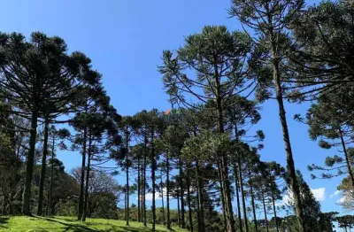 Chácara / sítio com 2 quartos à venda no centro, campo alegre , 300 m2 por r$ 2.500.000